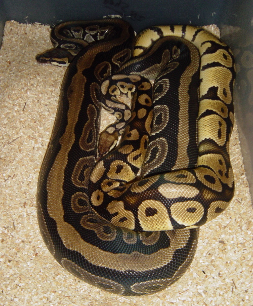 pastel and stripped breeding