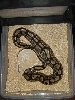 10_ovulation_06