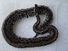 Female w/ stripe