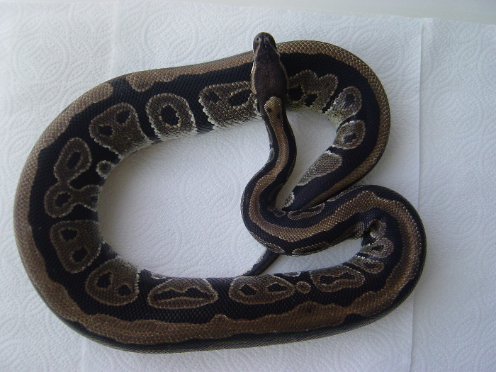 Female w/ stripe