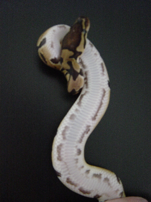 belly/black