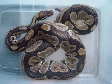 black back