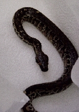 male blood