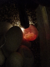 candled_egg