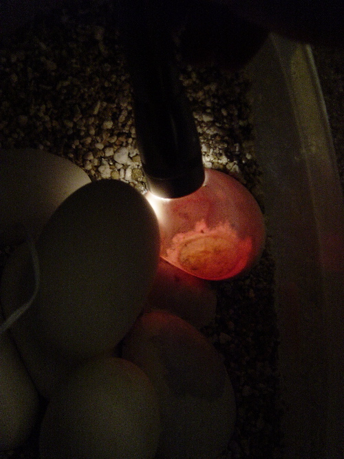 candled_egg