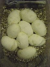 clutch2_06