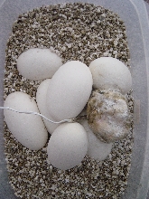 molding egg