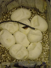 06second_clutch_hatching
