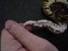 tail