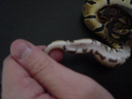 tail
