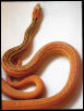 striped hypo annectans