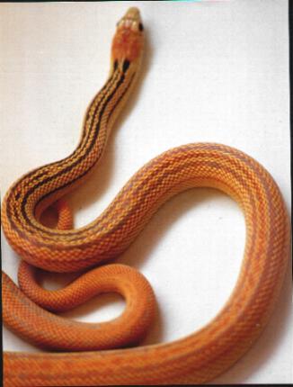 striped hypo annectans