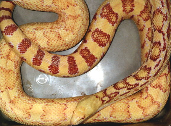 alb.affinis