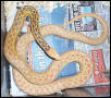litest yello hypo