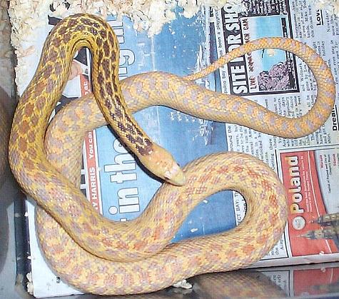 litest yello hypo