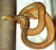 tri striped hypo female