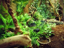 ameivas and water dragons terrarium