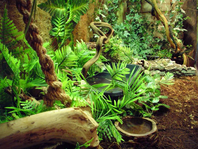 ameivas and water dragons terrarium