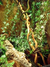 water dragons and ameivas terrarium