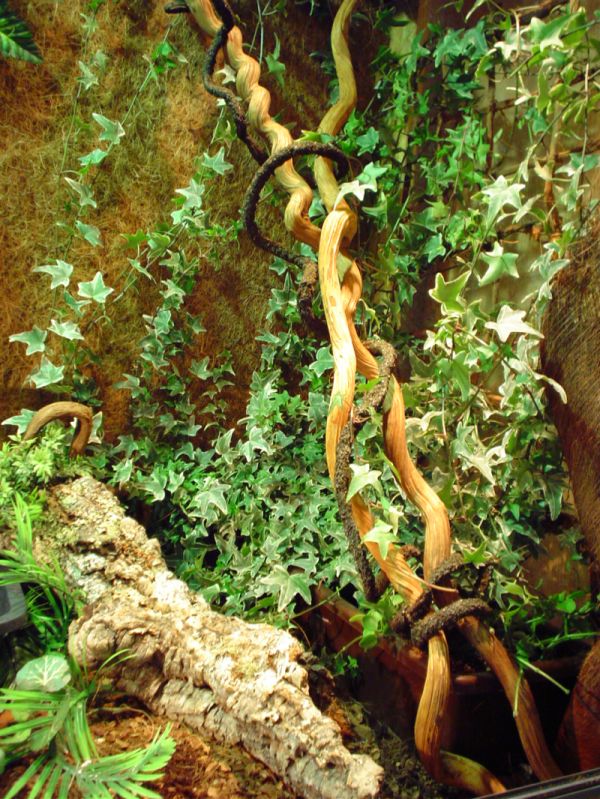 water dragons and ameivas terrarium