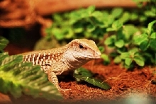 Green ameiva
