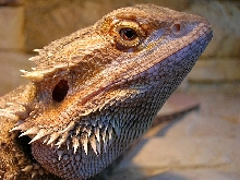 Junior (female)