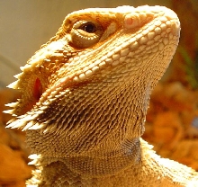Tofik - bearded dragon - male