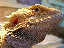 Tofik