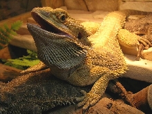King of the terrarium ;)