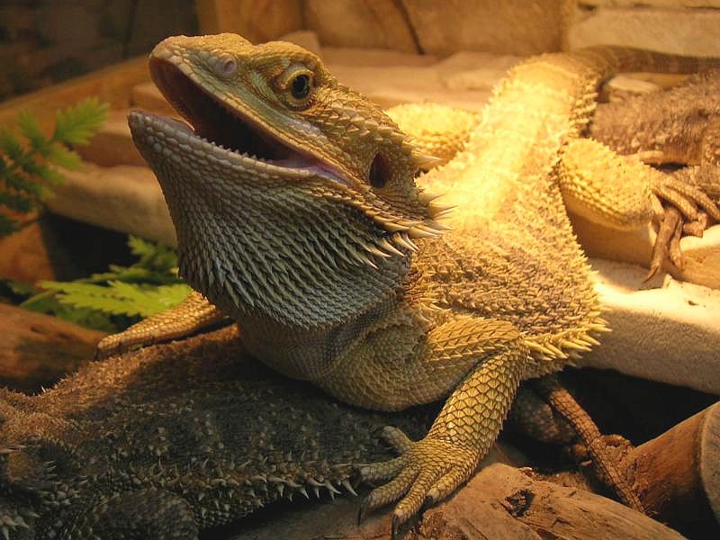 King of the terrarium ;)