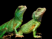 Water Dragons ;)
