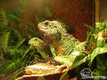 My water dragons ;)