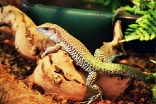 green ameiva (ameiva ameiva) Dzikus