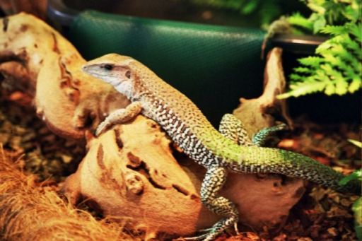 green ameiva (ameiva ameiva) Dzikus
