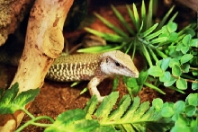 male and female - ameivas