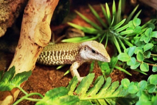 male and female - ameivas