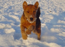 my welsh terier: Dodo