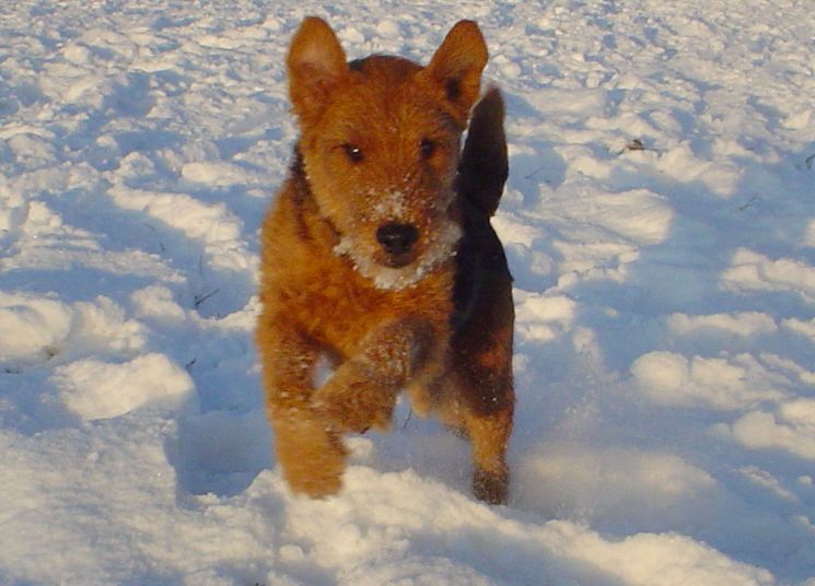 my welsh terier: Dodo