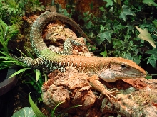 Dzikus - green ameiva