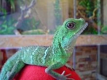 Franki and his terrarium