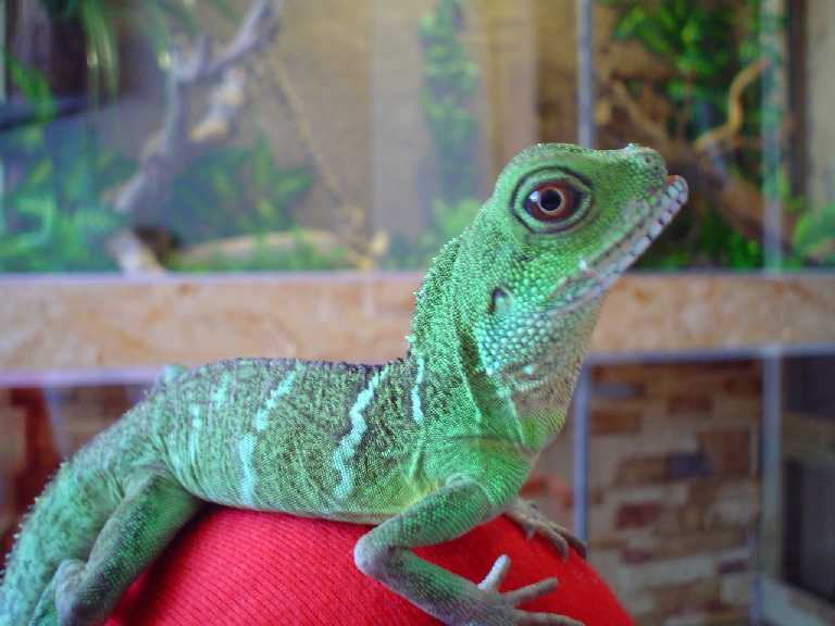 Franki and his terrarium