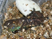 The new water dragon is born :)