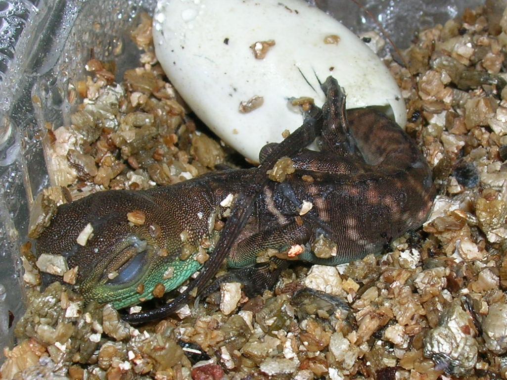 The new water dragon is born :)
