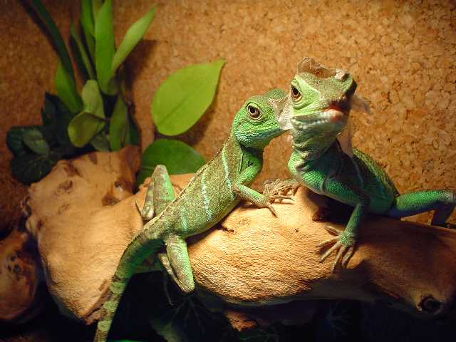 Franki and Kida