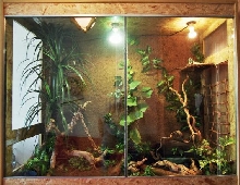 water dragons and ameivas part ;)