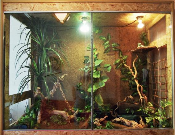 water dragons and ameivas part ;)