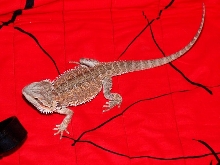 Junior - female