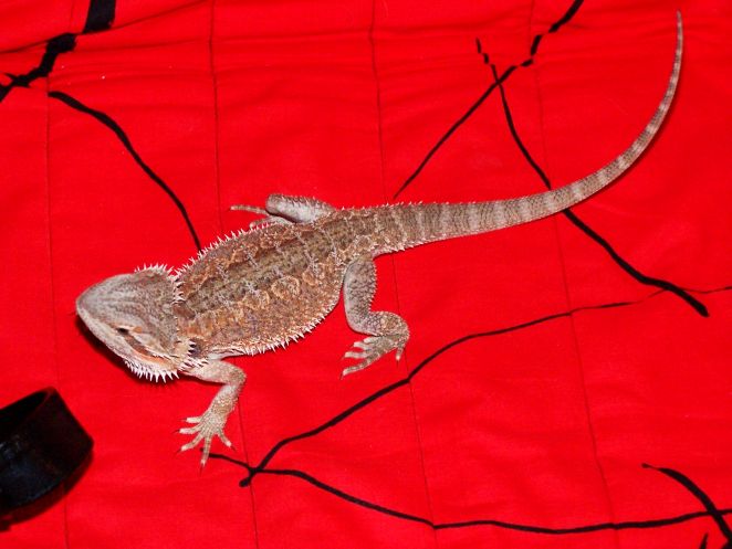 Junior - female