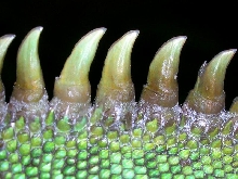 water dragon spikes