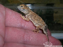 Xenagama taylori baby